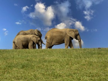 Küçük bir Afrika fili sürüsü, Loxodonta africana, ufukta geziniyor..