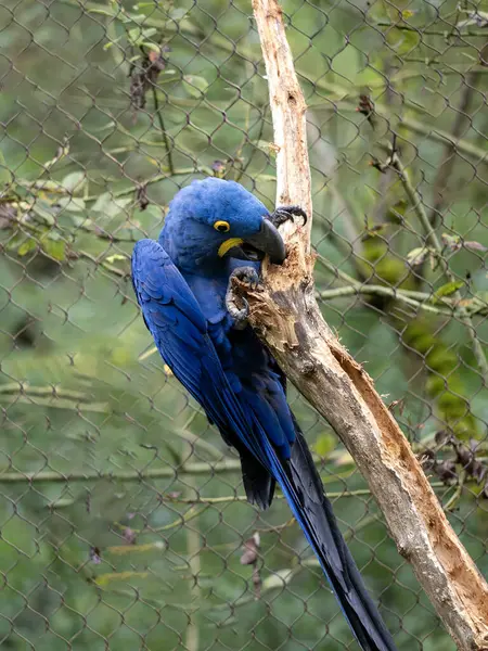 Hyacinth Macaw, Anodorhynchus hyacinthinus, sits on a tree and nibbles on a dry branch