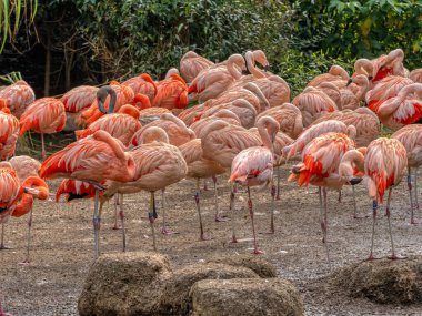 Büyük bir Flamingo sürüsü, Phoenicopterus ruber