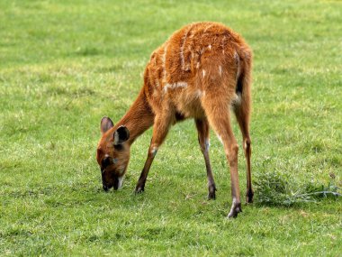  Batı Afrika Sitatungası, Tragelaphus Specei gratus, yeşil çimlerde otluyor..