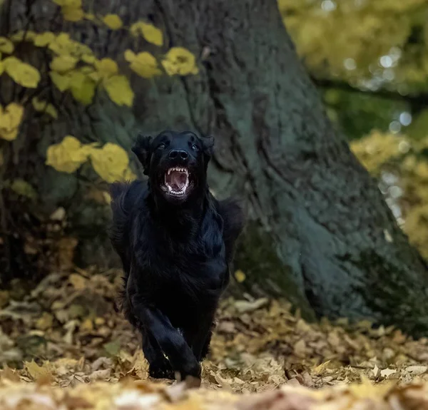 A black Flat Coated Retriever runs happily to his master