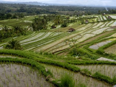 Popüler Jatiluwih Rice Terasları, Bali, Endonezya