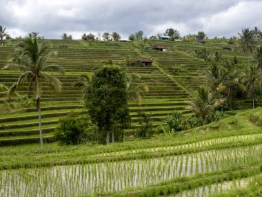 Popüler Jatiluwih Rice Terasları, Bali, Endonezya