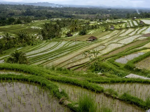 Popüler Jatiluwih Rice Terasları, Bali, Endonezya