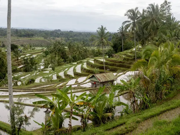 Popüler Jatiluwih Rice Terasları, Bali, Endonezya