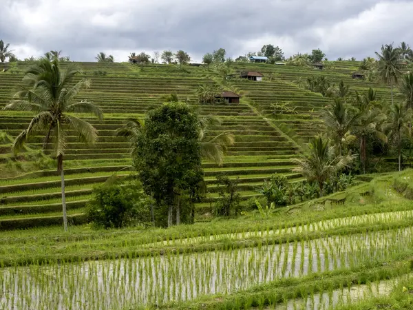 Popüler Jatiluwih Rice Terasları, Bali, Endonezya