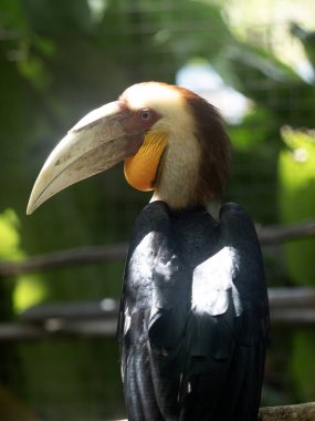 Çelenkli Hornbill, Rhyticeros undulatus, bir dala oturur ve çevreyi gözlemler.