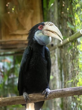 Çelenkli Hornbill, Rhyticeros undulatus, bir dala oturur ve çevreyi gözlemler.