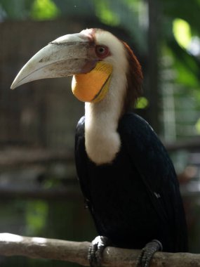 Çelenkli Hornbill, Rhyticeros undulatus, bir dala oturur ve çevreyi gözlemler.
