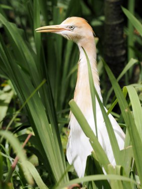 Sığır Egret, Bubulcus Ibis, Çimenlerde durup yiyecek arayan Malezya