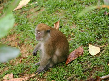 Uzun kuyruklu Macaque, Macaca fascicularis, Sumatra, Endonezya 'nın uzun otlarında oturuyor.