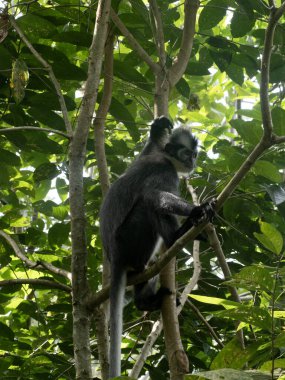 Thomas Langur, Presbytis thomasi, Endonezya 'daki Gunung Leuser Ulusal Parkı Sumatra' daki bir ağaçta oturuyor.