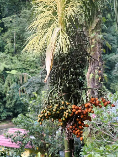 Palm tree flower and fruits in Gunung Leuser National Park Sumatra, Indonesia
