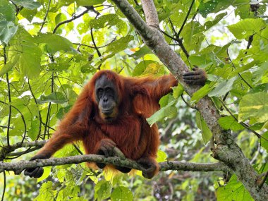 Sumatra Orangutan, Pongo Abelii, yiyecek bulmak için dallara ustaca ilerliyor, Gunung Leuser Ulusal Parkı, Sumatra