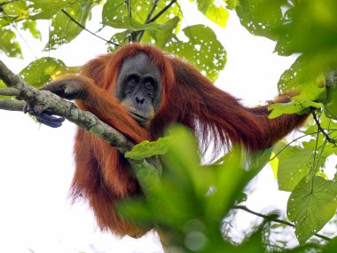 Sumatra Orangutan, Pongo Abelii, yiyecek bulmak için dallara ustaca ilerliyor, Gunung Leuser Ulusal Parkı, Sumatra