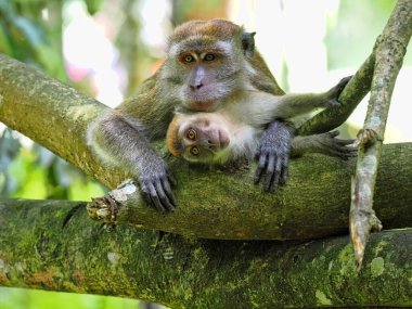Uzun kuyruklu dişi Macaque, Macaca fascicularis, çamurun içinde oturan ve Endonezya, Sumatra 'da poz veren yavru.