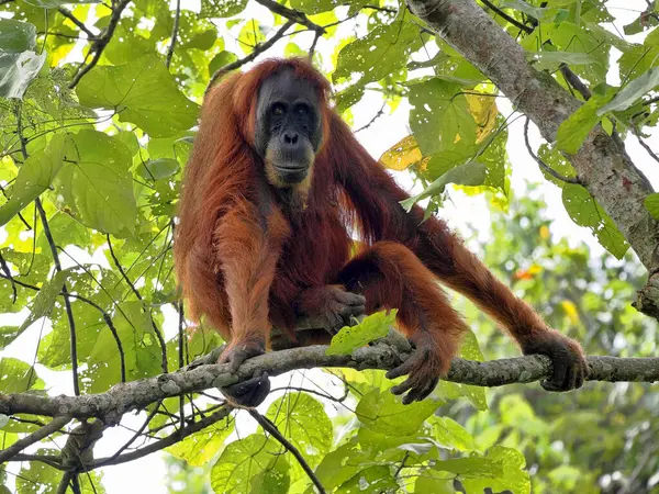 Sumatra Orangutan, Pongo Abelii, yiyecek bulmak için dallara ustaca ilerliyor, Gunung Leuser Ulusal Parkı, Sumatra