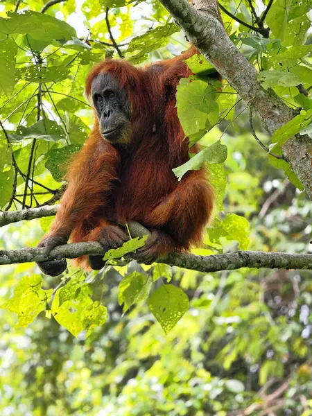 Sumatra Orangutan, Pongo Abelii, yiyecek bulmak için dallara ustaca ilerliyor, Gunung Leuser Ulusal Parkı, Sumatra