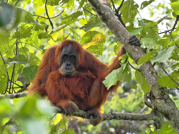 Sumatra Orangutan, Pongo Abelii, bir dala oturmuş etrafa bakınıyor, Gunung Leuser Ulusal Parkı, Sumatra