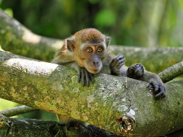 Молодой длиннохвостый макак, Macaca fascicularis, сидит в грязи и позирует вокруг Суматры, Индонезия