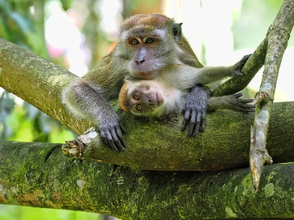 Uzun kuyruklu dişi Macaque, Macaca fascicularis, çamurun içinde oturan ve Endonezya, Sumatra 'da poz veren yavru.