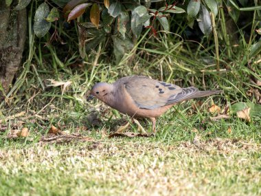 Eared Dove, Zenaida auriculata antioquiae, yerde arama, Wakata Biopark Kolombiya