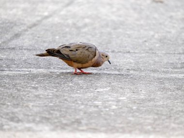 Eared Dove, Zenaida auriculata antioquiae, yerde arama, Wakata Biopark Kolombiya