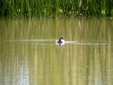 Pied-bill Grebe, Podilymbus Podiceps, Biopark Wakata, Kolombiya 'da su arayışı.
