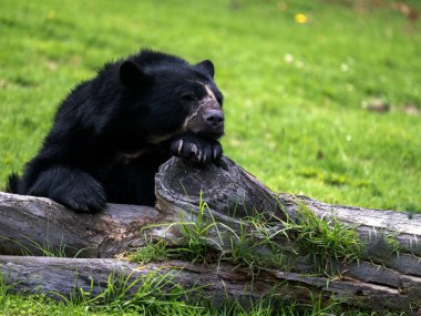 Gözlüklü ayı, Tremarctos ornatus, bir ağaç gövdesinde dinleniyor, Wakata Biopark, Kolombiya