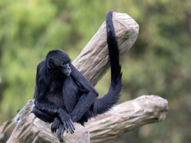 Örümcek Maymun, Ateles Geoffroyi Rufiventris, bükülmüş bir bacakla oturur ve kırlara bakar. Kolombiya