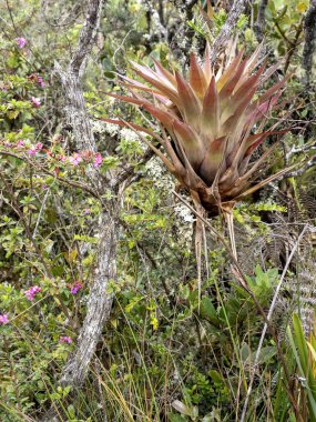 Güzel bromeliad yapraklarının ayrıntıları. Santuario del Oso de Anteojos. Kolombiya.