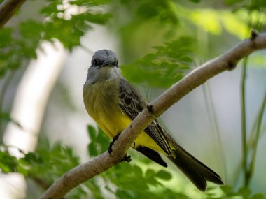 Tropik Kingbird, Tyrannus melankolicus, bir dala oturur ve etrafına bakar. Kolombiya