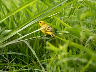 Saffron Finch, Sicalis flaveola, çevreyi izleyen bir dalın üzerinde duruyor. Kolombiya