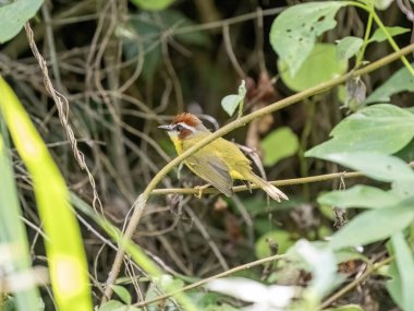 Paslı halı Warbre, Brezilya rahim boynuzları, sık bir çalılıkta oturur ve çevreyi gözlemler. Valle Del Cocora, Kolombiya.