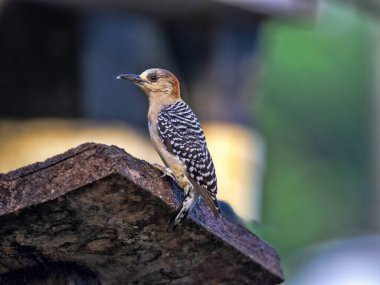Kuş ibikli antshrike, Thamnophilus multistriatus, bir tahtada oturur ve çevresindekileri gözlemler. Kolombiya.