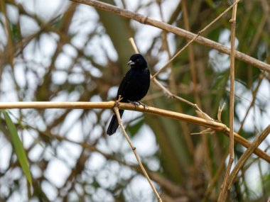 Beyaz çizgili Tanager, Tachyphonus Rufus, bir dal üzerinde oturur ve yiyecek arar. Kolombiya.