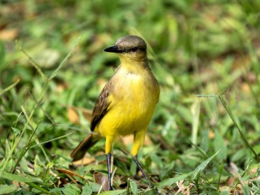 Küçük Kiskadee, Philohydor yalakası, dallarda oturur ve çevreyi gözlemler. Kolombiya.