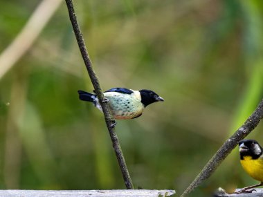 Black-headed Tanger, Stilpnia cyanoptera, sits on a twig and searches for food. Colombia. clipart