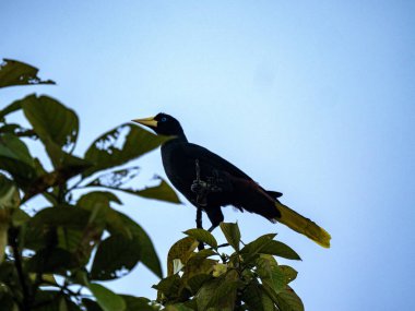Crested Oropendola, Psarocolius decumanus, sits high in a tree and observes the surroundings. Colombia clipart