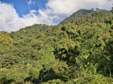 Sierra Nevada 'nın yeşil dağları. Minca. Kolombiya.
