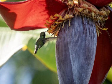 Kısa kuyruklu Emerald, Chlorostilbon porttmani, uçan bir babun ağacından nektar emiyor. Kolombiya