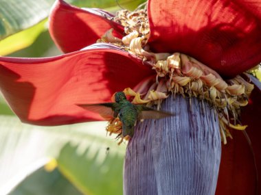 Kısa kuyruklu Emerald, Chlorostilbon porttmani, uçan bir babun ağacından nektar emiyor. Kolombiya