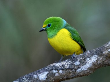Klorofoni siyanea adında güzel bir mavi peçeteli klorofoni bir dala oturur ve etrafa bakar. Branquilla, Kolombiya