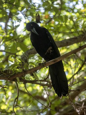 Büyük kuyruklu Grackle, Quiscalus mexicanus, bir şehir parkında