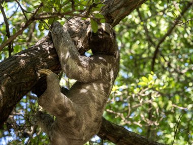 Üç parmaklı tembel Bradypus Tridactylus, şehir parkında.