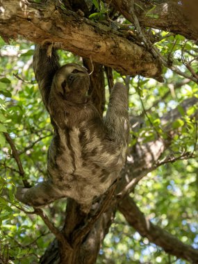 Üç parmaklı tembel Bradypus Tridactylus, şehir parkında.