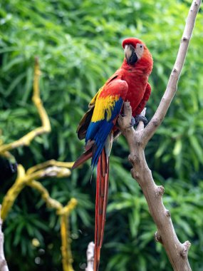 Ara macao olan Scarlet Macaw, doğanın kuru bir dalında oturuyor. Magdalena 'da. Kolombiya