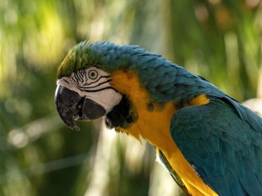 Portret Mavi-Sarı, Ara ararauna, Malagana, Kolombiya 'da Vahşi Yaşam