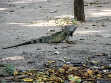 Yeşil iguana, iguana iguana, şehir parkında.