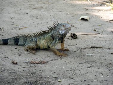 Yeşil iguana, iguana iguana, şehir parkında.